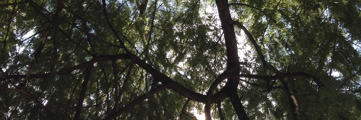 adellio 🐶🌻☀️'s banner
