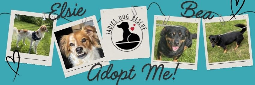 Sadies Dog Rescue's banner