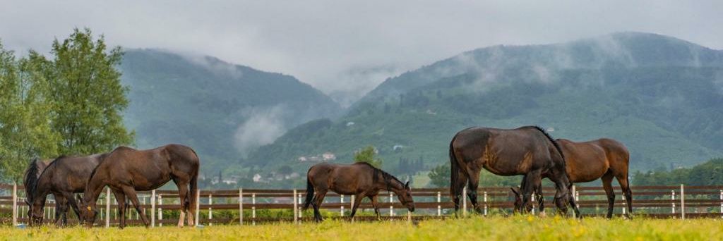 Kemalkurtstables's banner