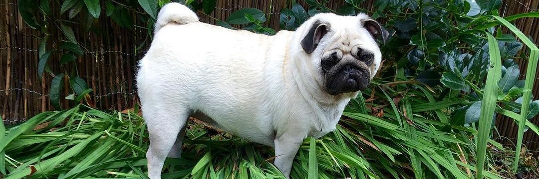 the pug_lover's banner