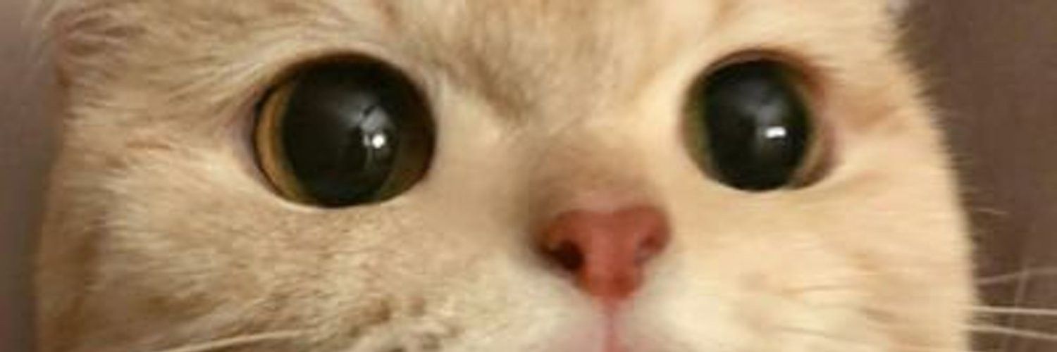 🌸Lumi🌸's banner