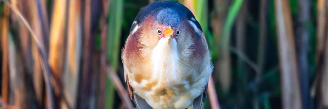 🌸Lumi🐦‍⬛'s banner