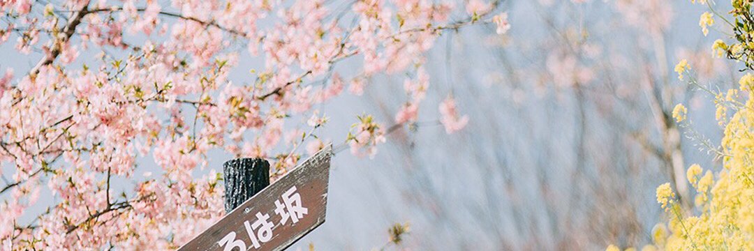夏日雨荷's banner