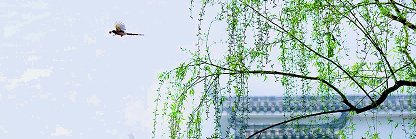 清曉妍's banner
