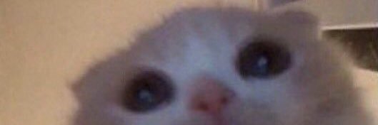 DatCats's banner