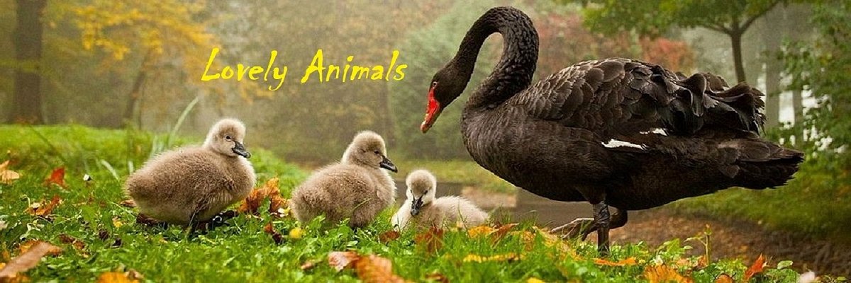 Lovely Animals🦋's banner
