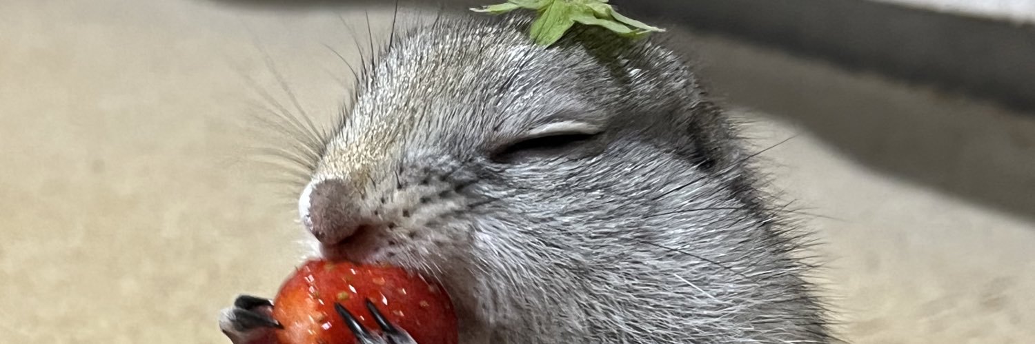 キャラメル🐿's banner