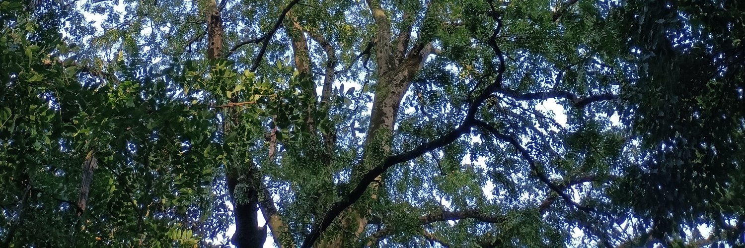 江心一叶's banner