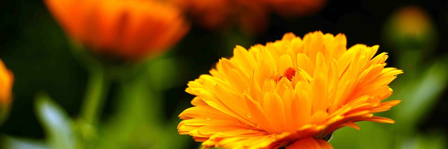 Makayla Bokep 18+ نونا المشتهية's banner