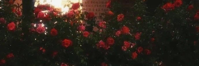 高橋 遥花 Chuu♡Cute's banner