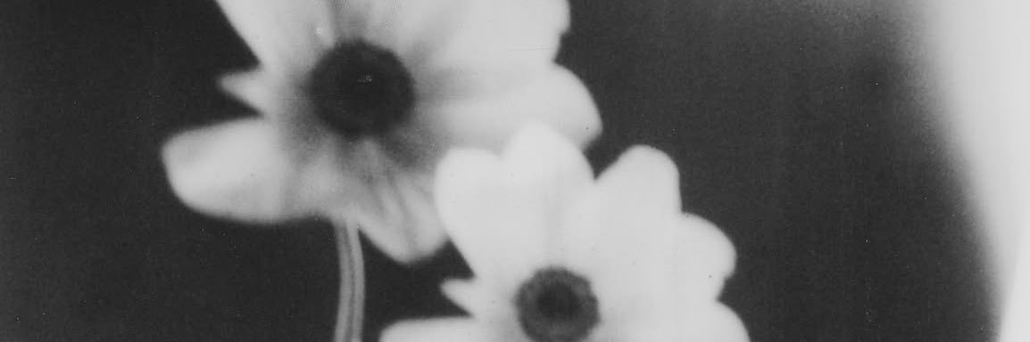 eryn ꕤ's banner