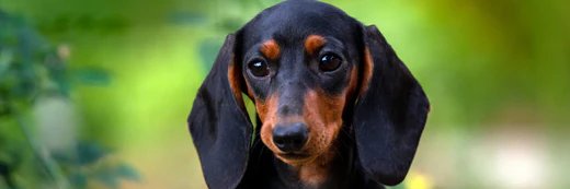 Dachshund Lovely's banner