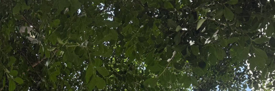 :-)'s banner