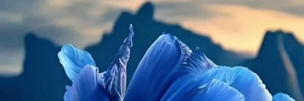 鹭鹰's banner