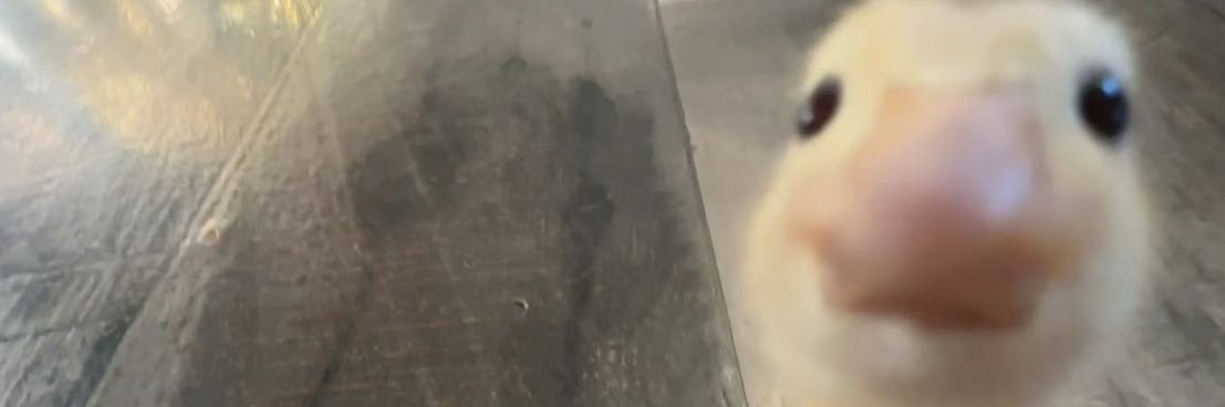 keely ☻'s banner