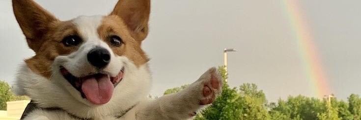 Corgi_loversunit's banner