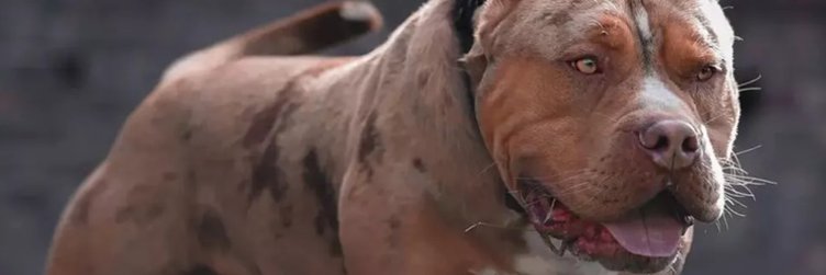 Bully Watch's banner