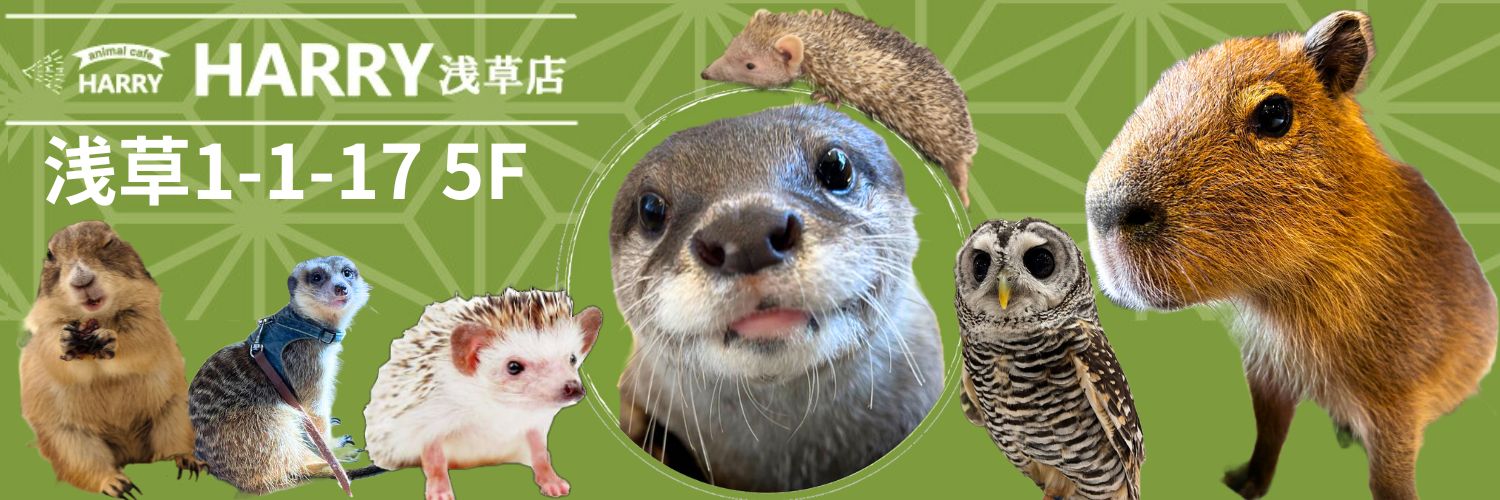 カワウソカフェ®HARRY浅草店's banner
