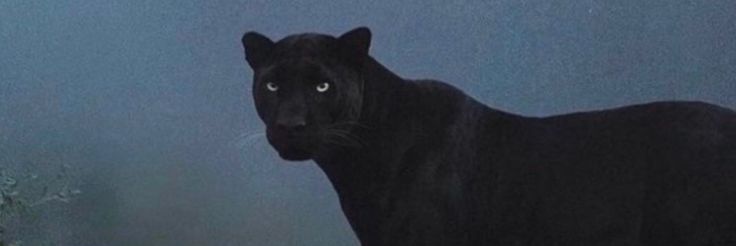Wildlife Uncensored's banner
