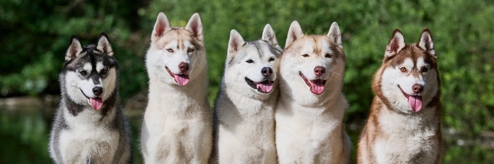 Husky Lovers Club's banner