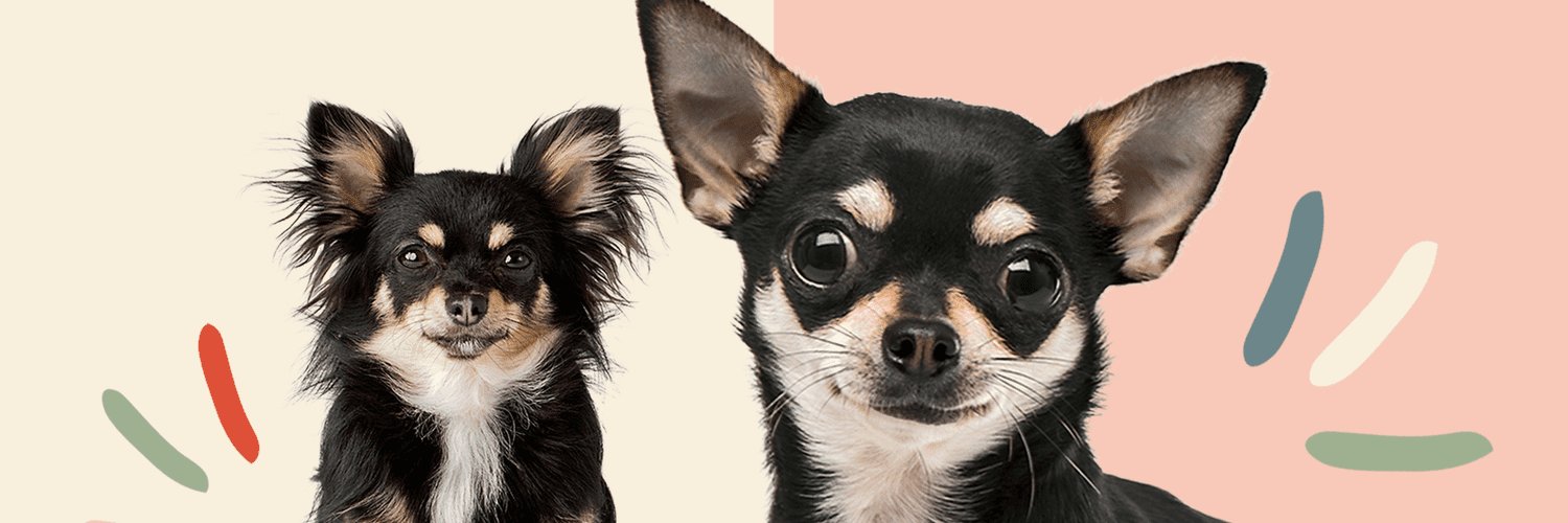chihuahuaofficials's banner