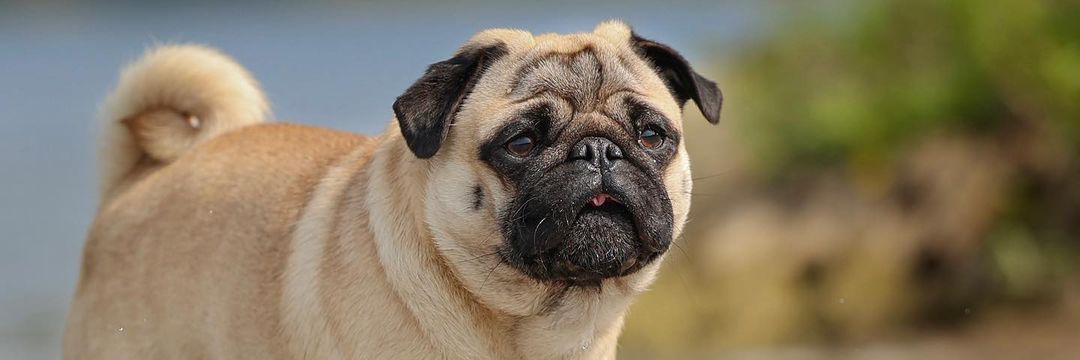 pug.lover.ig's banner