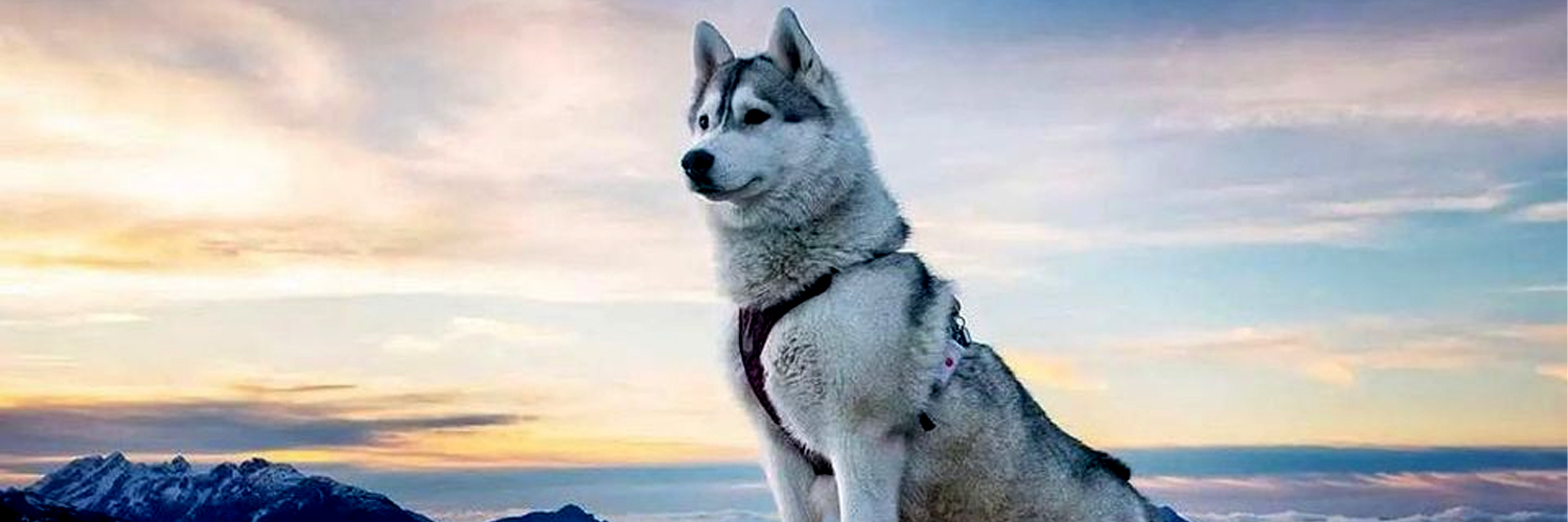 Husky Lovers Group's banner