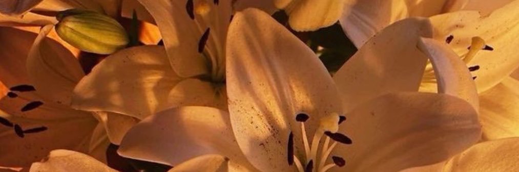 Nazlı 🦢's banner