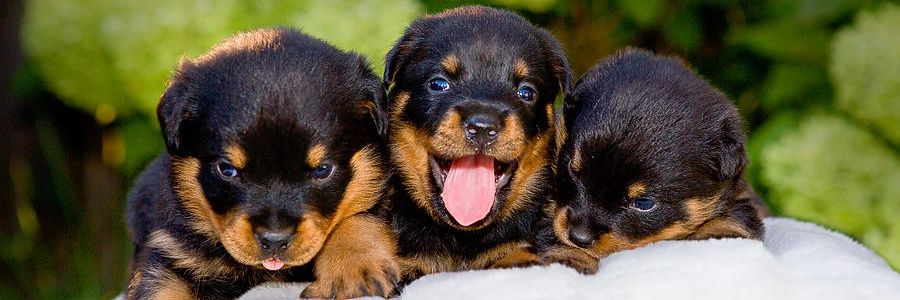 Rottweiler Lover Club's banner