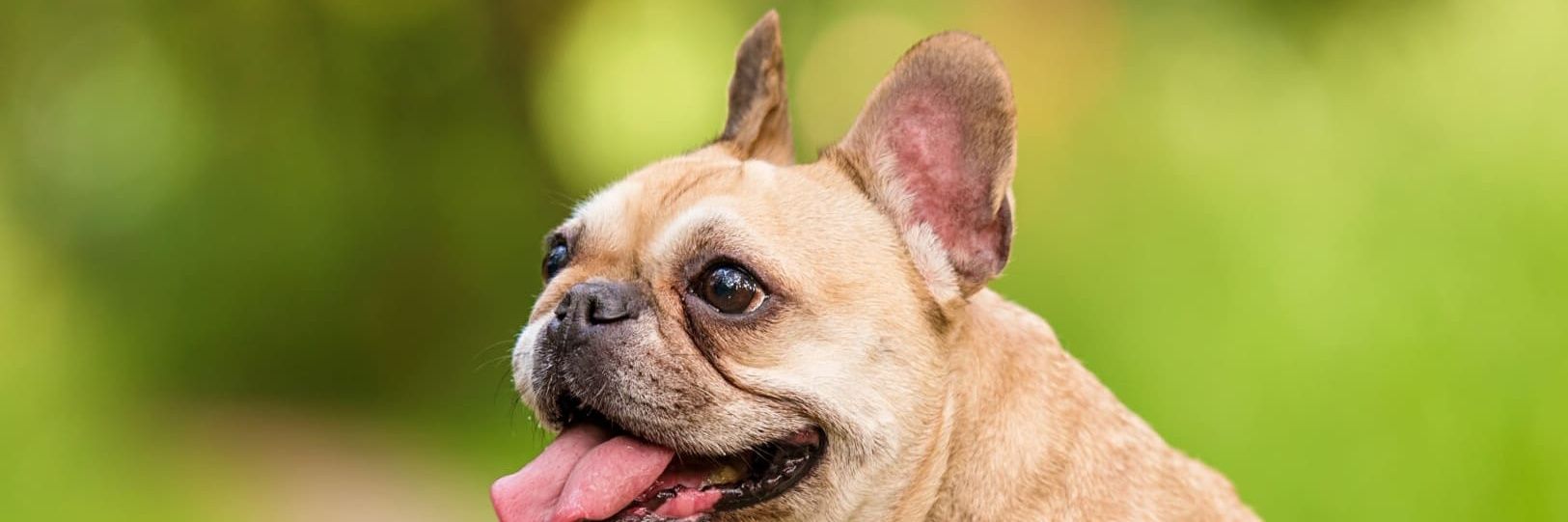 Frenchie Lover Community's banner