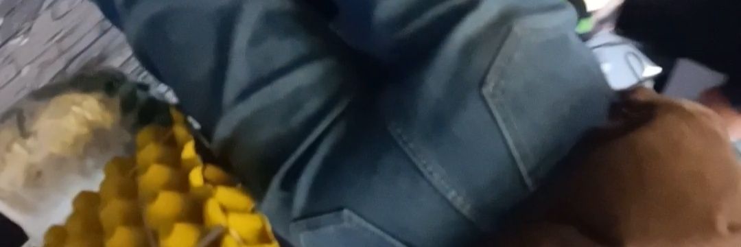 交欢之音 (团总)'s banner