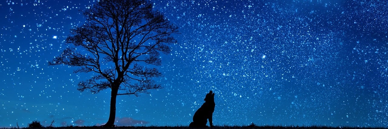 PapaBear2024's banner