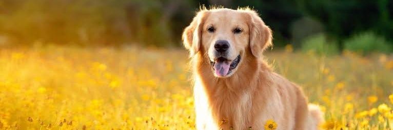 Golden Retriever Lovers Club's banner