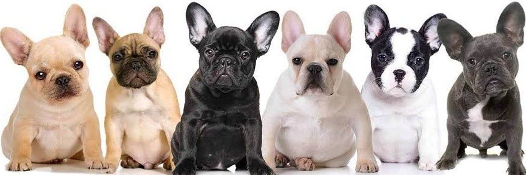 French Bulldog Family 🇺🇲's banner
