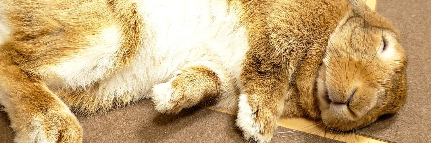 うさぎのはな's banner