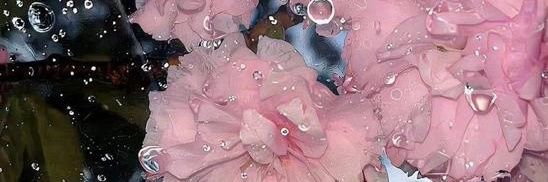 Barbra🌹's banner