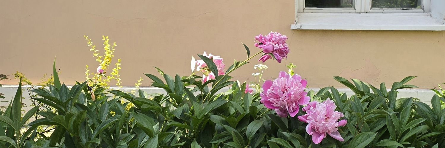 swan♡'s banner
