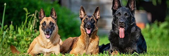 German Shepherds OF America's banner
