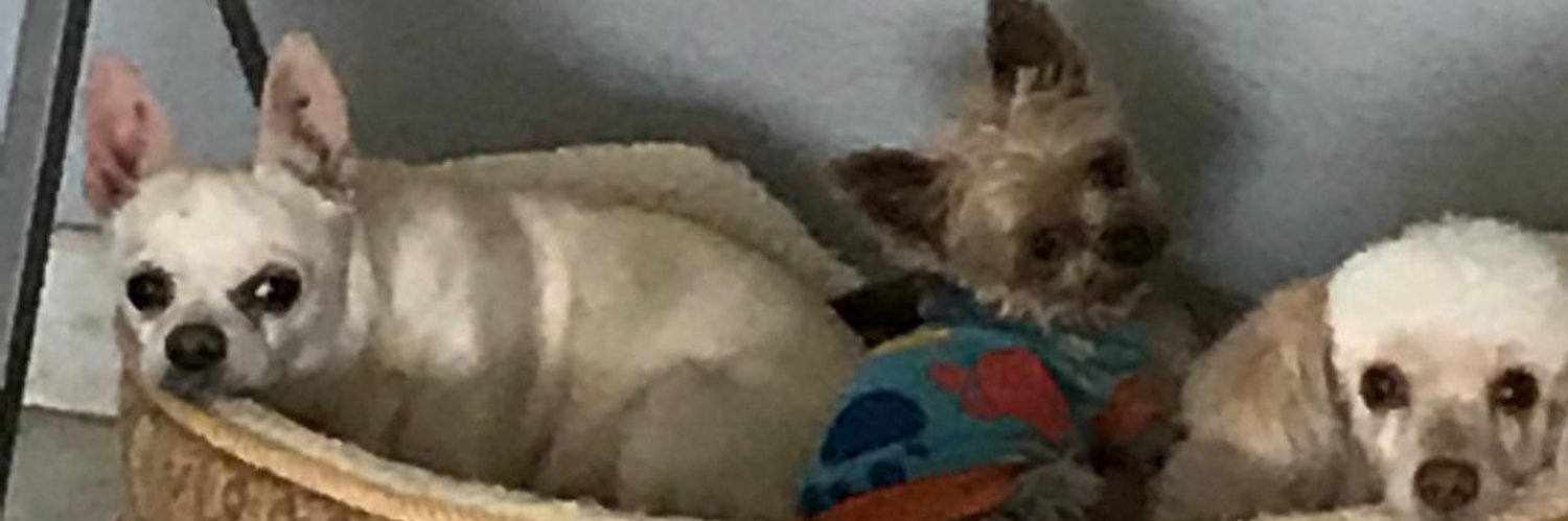 Liz 🐾's banner