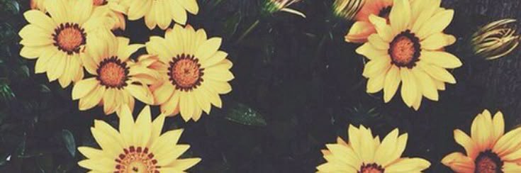 ♡ lexy 🐰🐶's banner