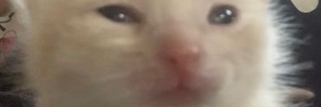 BlackBirdNSFW's banner