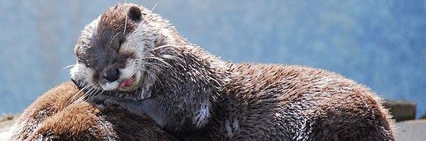 Otter lovers club's banner
