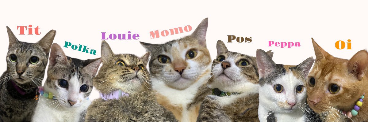 Momo and other cats 🐱's banner