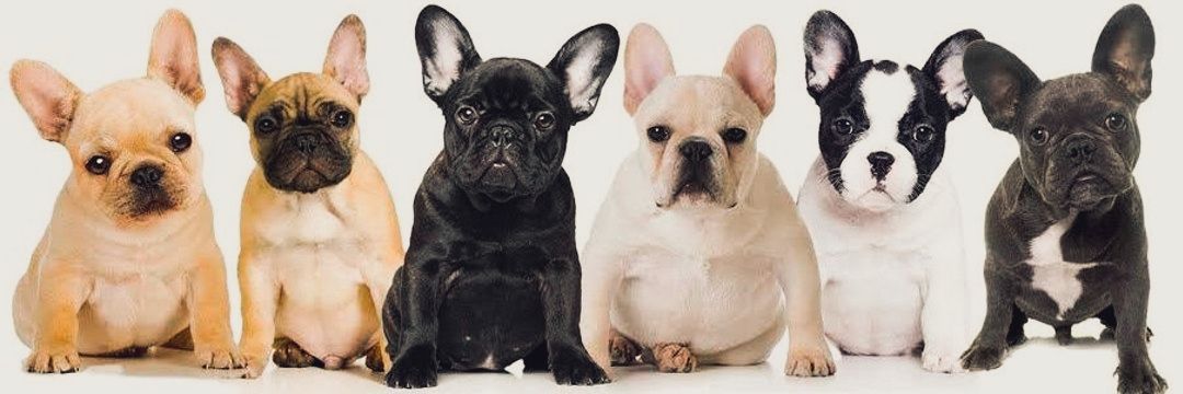 Frenchies Vibe's banner