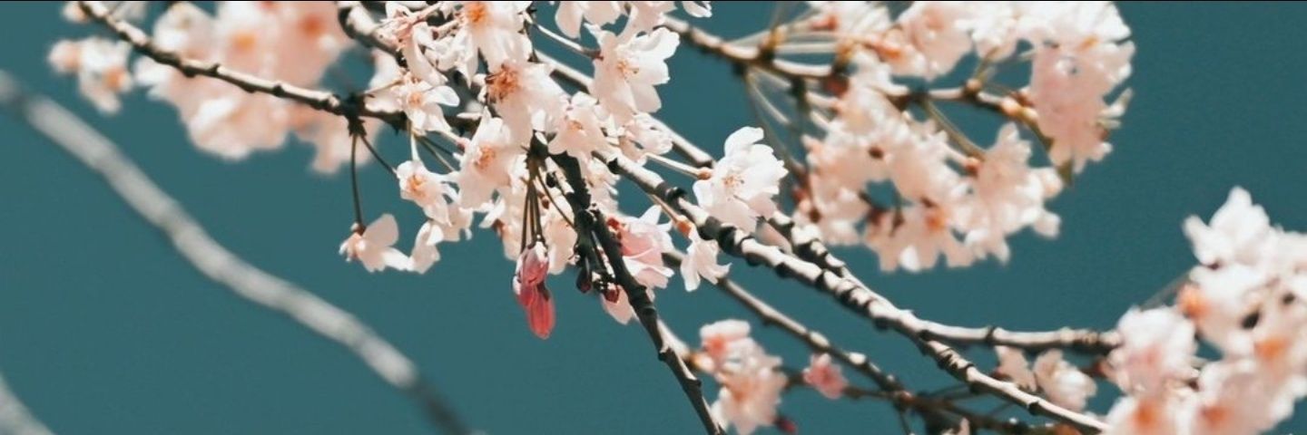 临江老师（治愈版）'s banner
