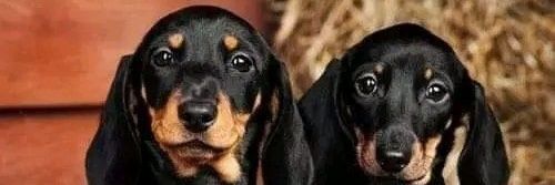 Dachshund heaven's banner