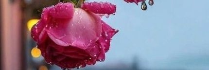 Chaudhary Sahiba's banner