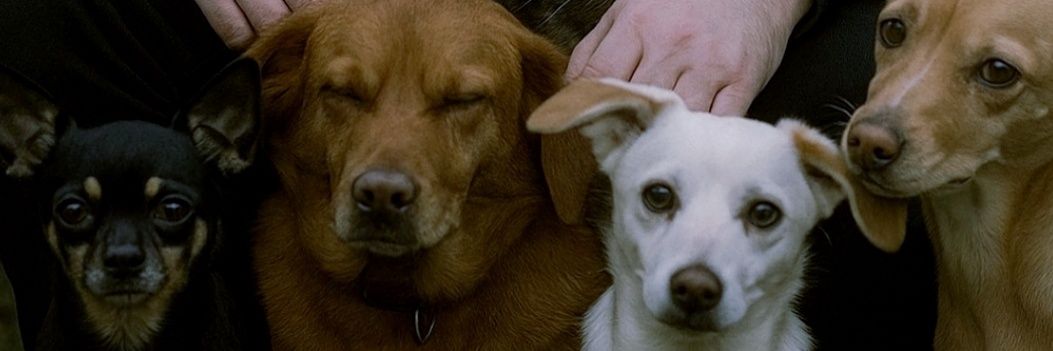 Que harás con tu libertad? Salvarlos a ellos 🐱🐶's banner