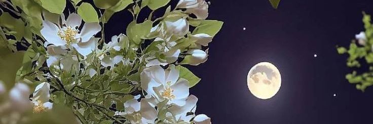 ياسمين زاهر's banner