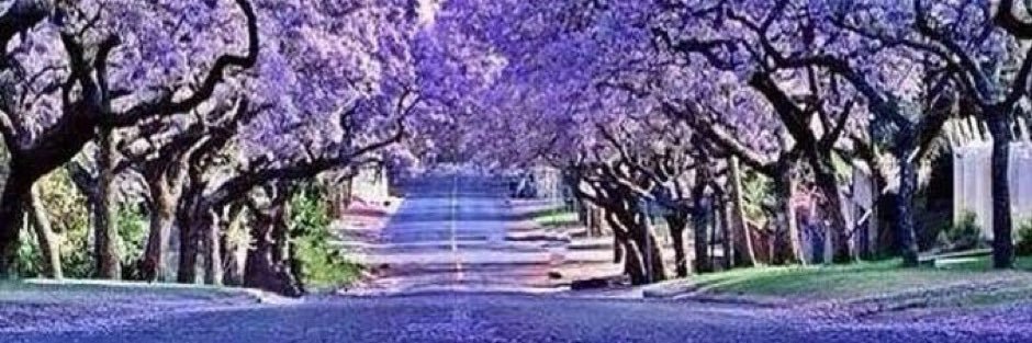 Nozie's banner